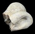 Partial Theropod Toe Bone - Texas #31545-1